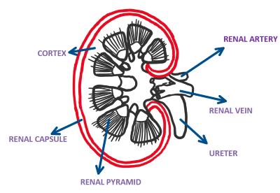 IGCSE-Biology Revision Notes-Structure Of A Kidney | Smart Exam Resources